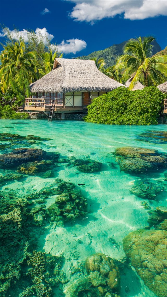 1080x1920 Tropics Palm Trees Ocean Vacation Shore -  iPhone 8 Wallpaper