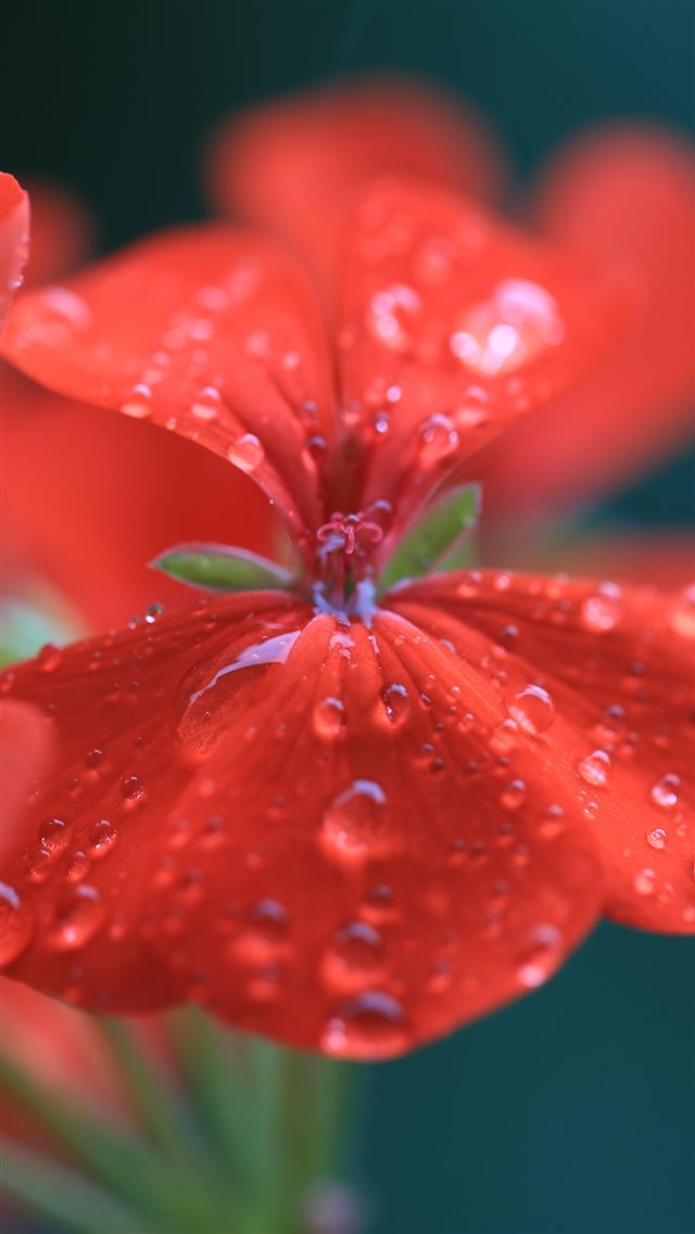 1080x1920 Geranium Red Drops Macro - macro iPhone 8 Wallpaper