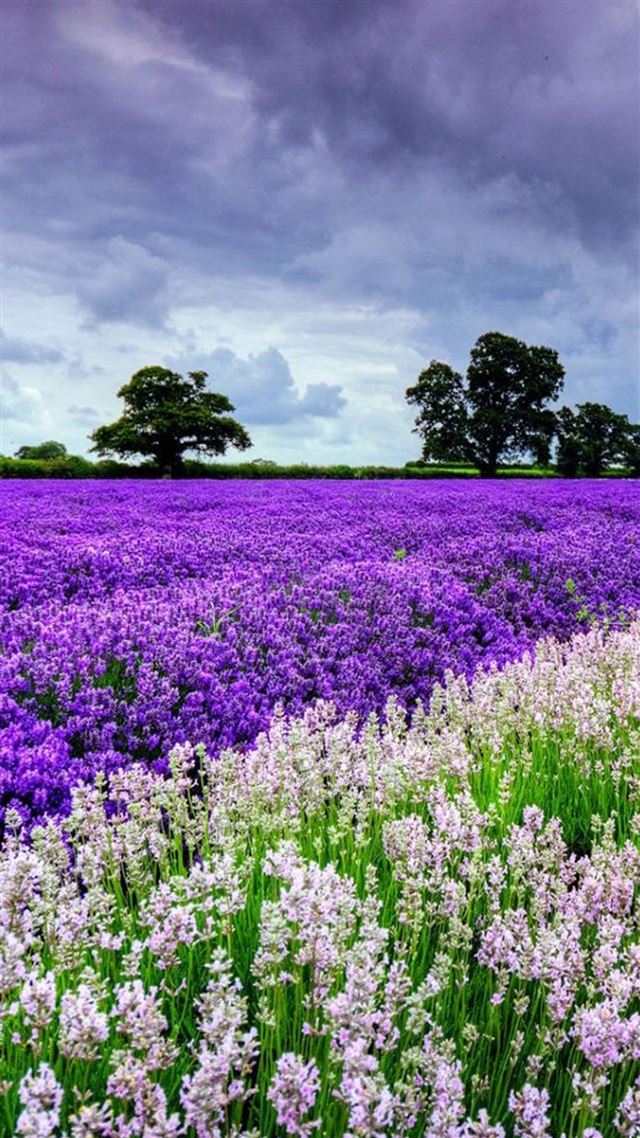 1080x1920 Nature Lavender Flower Filed Garden - garden iPhone 8 Wallpaper