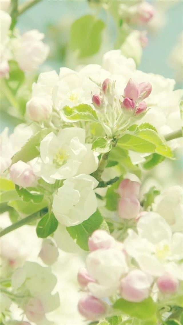 1080x1920 Nature Pure Spring Flower Branch - romance iPhone 8 Wallpaper