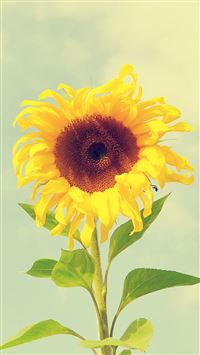 Beautiful Sunflower Macro wallpaper