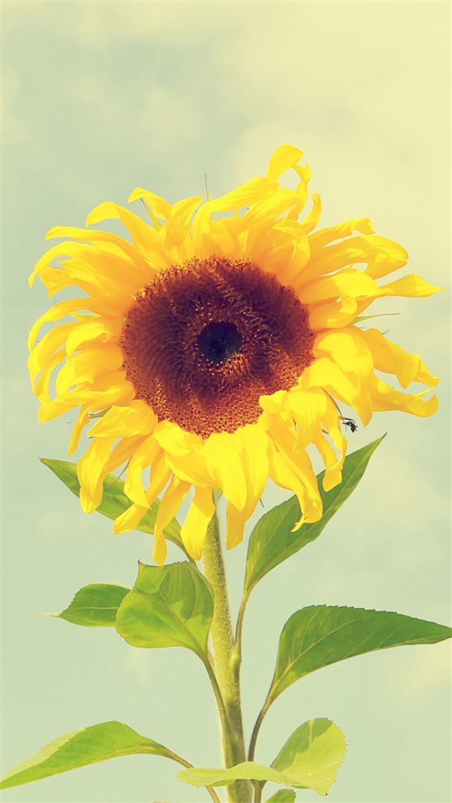 1080x1920 Beautiful Sunflower Macro - sunflower iPhone 8 Wallpaper
