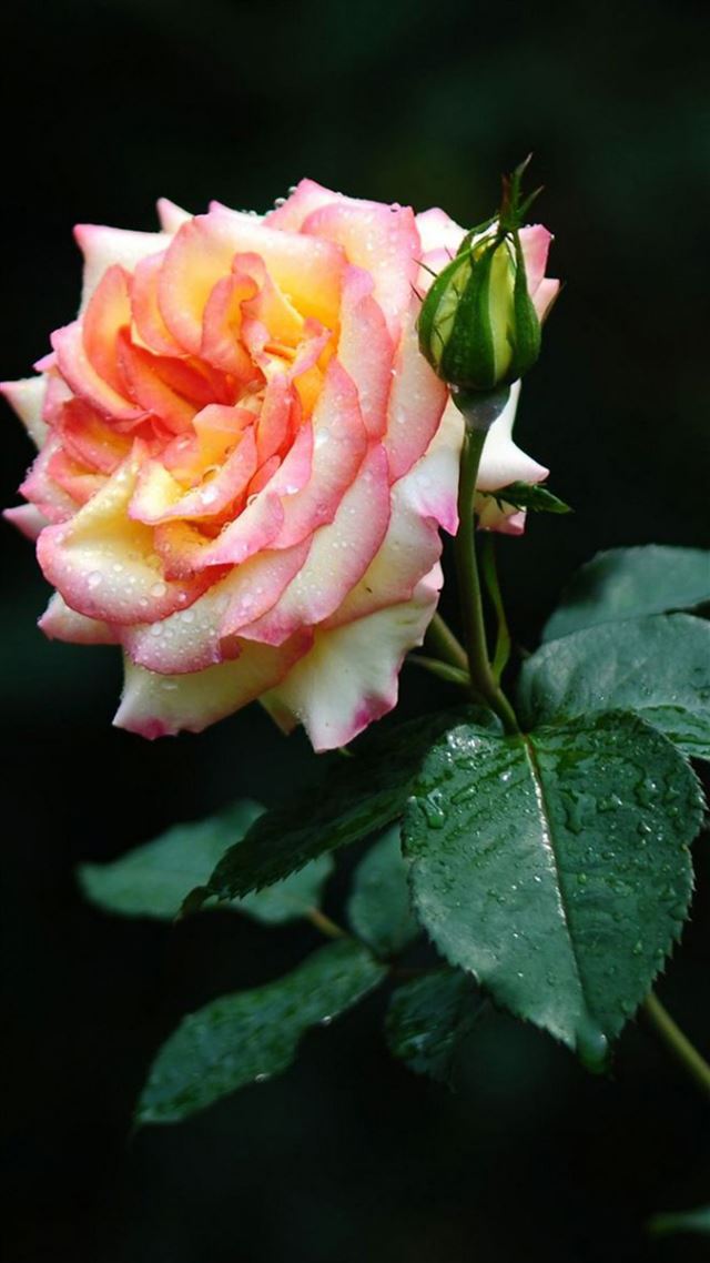 1080x1920 Rose Bloom Macro - macro iPhone 8 Wallpaper