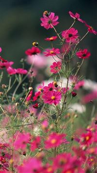 Nature Little Pink Flower Branch wallpaper