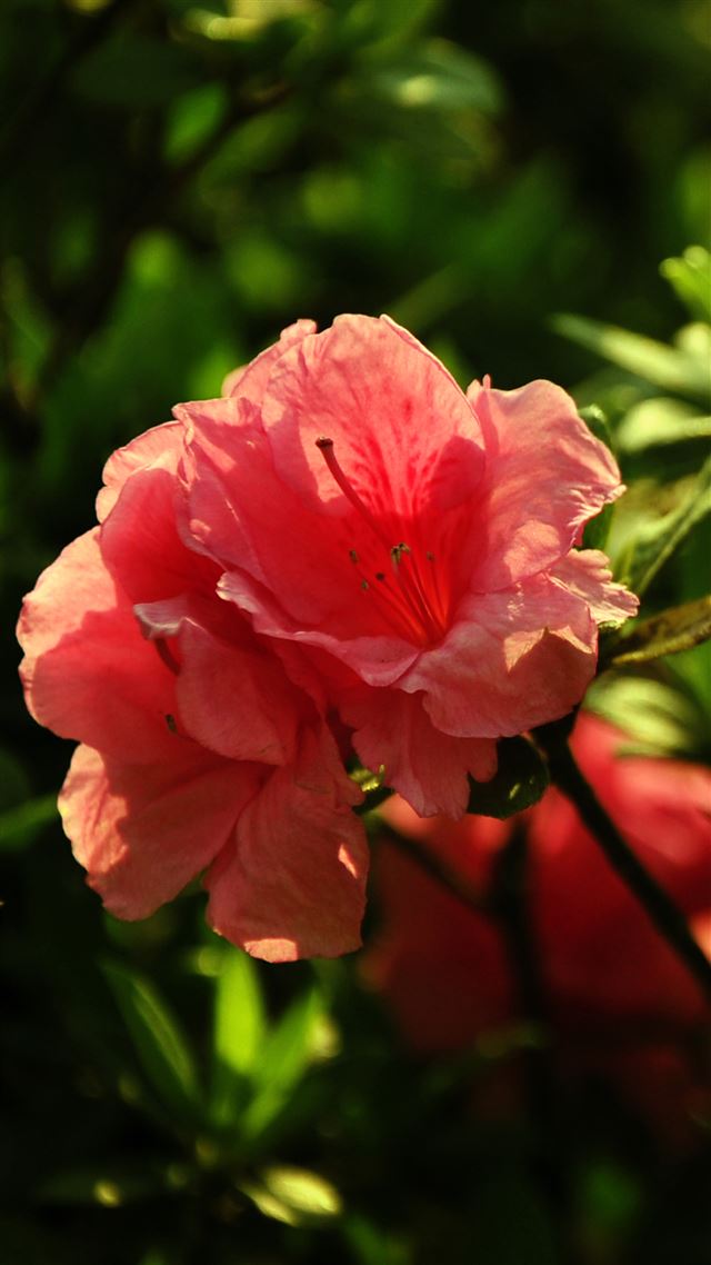 1080x1920 Macro Flower Branch - macro iPhone 8 Wallpaper