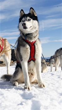 Husky Dog Alaska Snow wallpaper