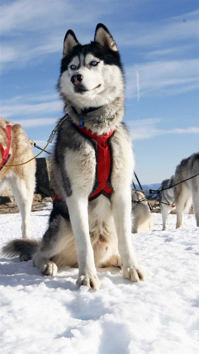 1080x1920 Husky Dog Alaska Snow - blue iPhone 8 Wallpaper