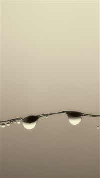 Water Drops Grass Blade wallpaper