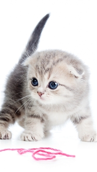 Kitten Ball Thread White Background wallpaper