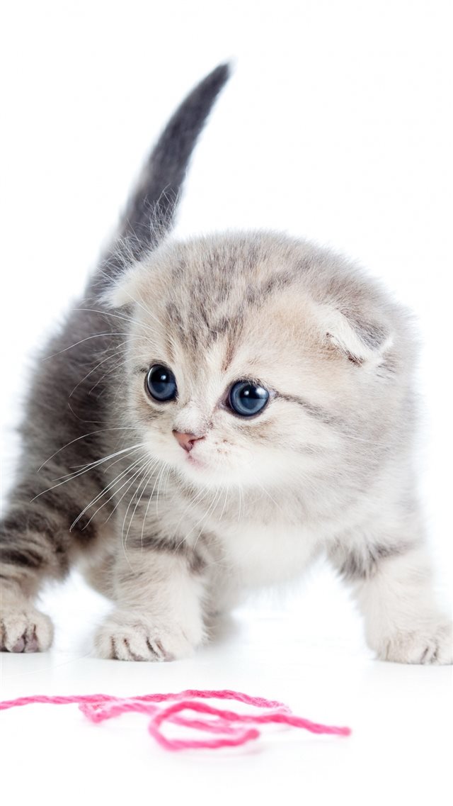 1080x1920 Kitten Ball Thread White Background -  iPhone 8 Wallpaper