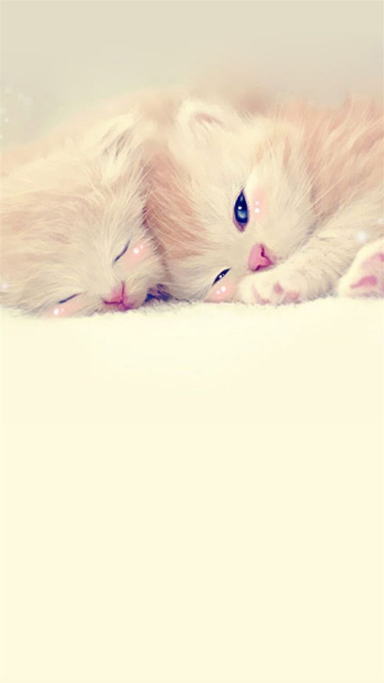 Sleeping Cute Kittens Lockscreen iPhone 8 Wallpapers Free Download