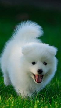 Cute Puppy Running On Grassland wallpaper