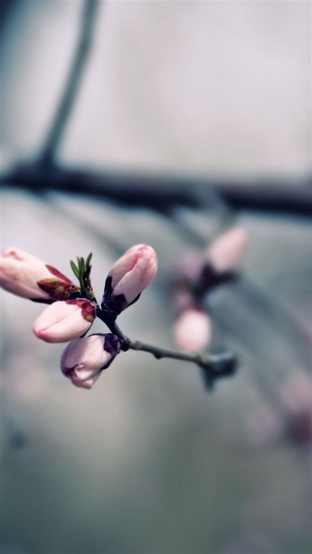 1080x1920 Macro Pink Blooming Tree Flowers - flower iPhone 8 Wallpaper
