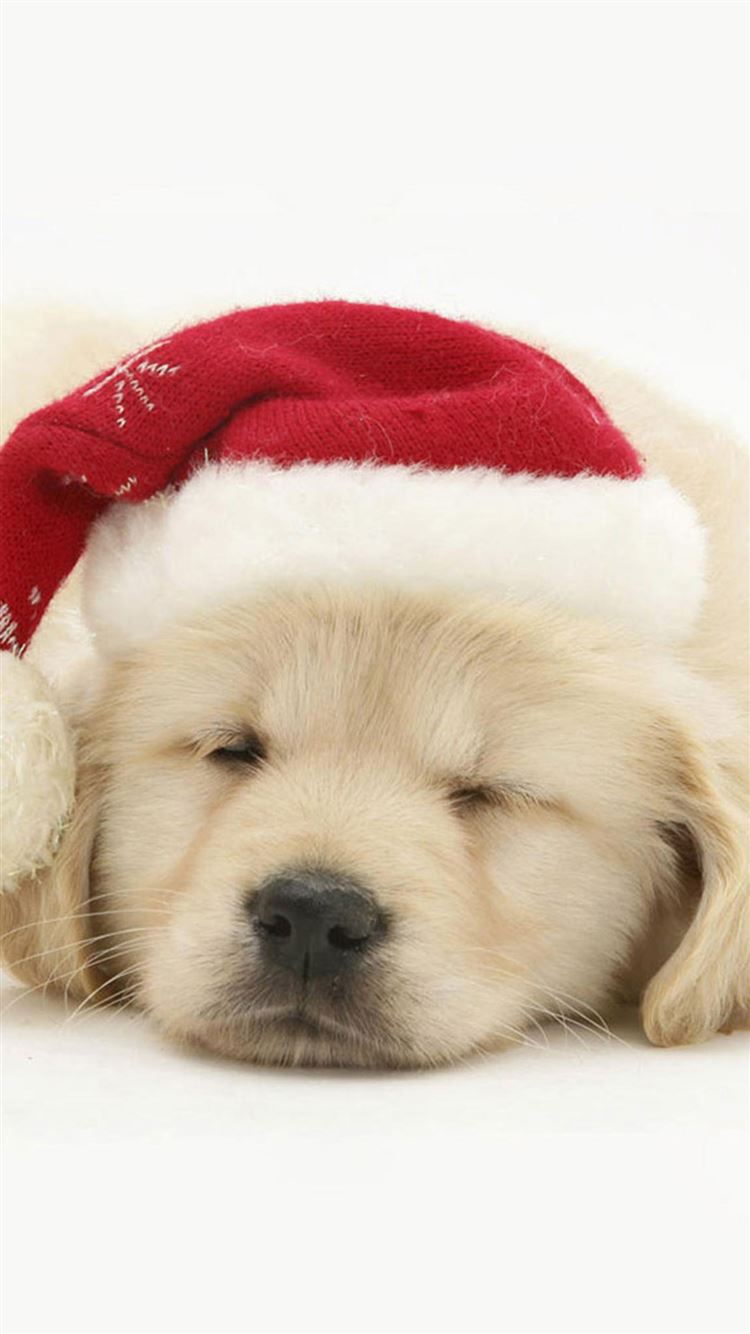 Cute Puppy In Christmas Hat Iphone 8 Wallpaper Download Iphone