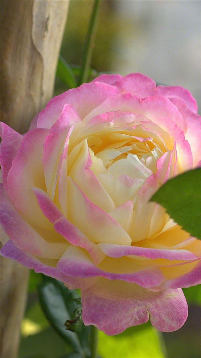 1080x1920 Beautiful Pink Rose - macro iPhone 8 Wallpaper