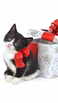 Christmas Kitten Present wallpaper