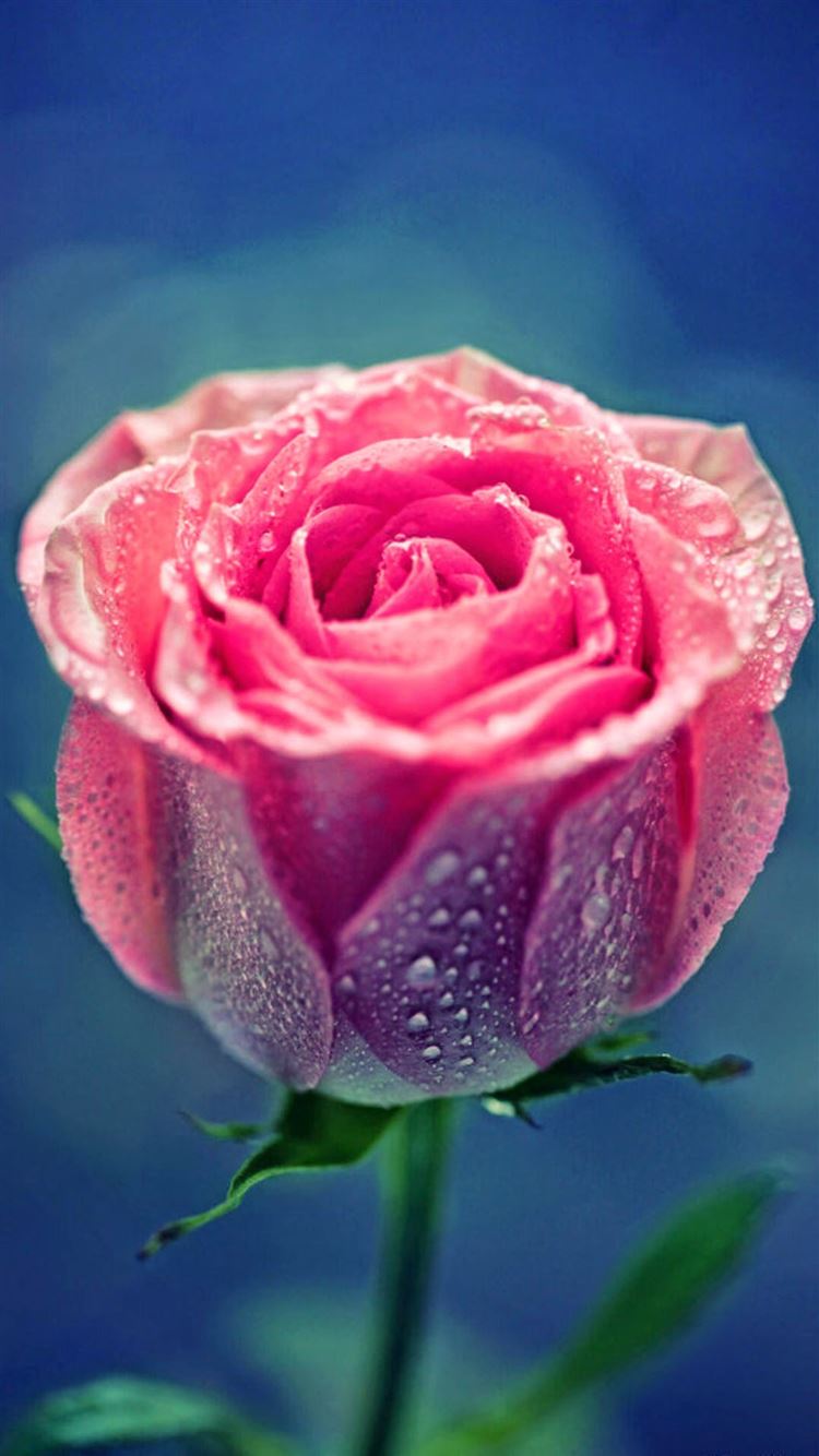 Pink Rose Dew Close Up Iphone 8 Wallpapers Free Download
