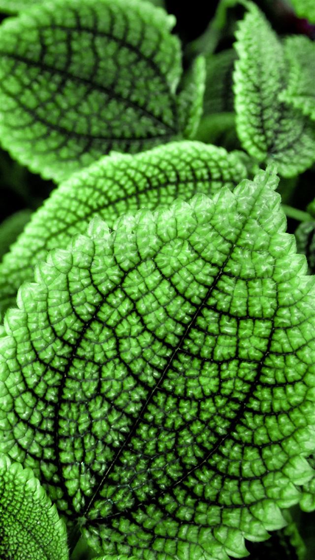 1080x1920 Excellent Leafy - plant iPhone 8 Wallpaper
