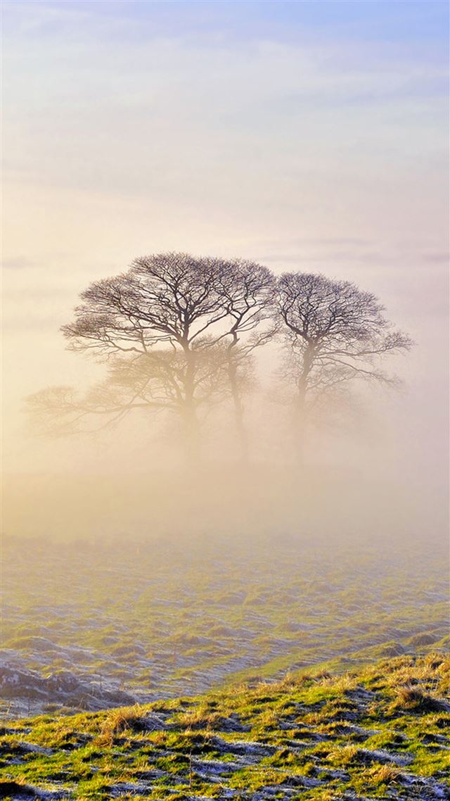1080x1920 Lonely Tree In Mist - lonely iPhone 8 Wallpaper