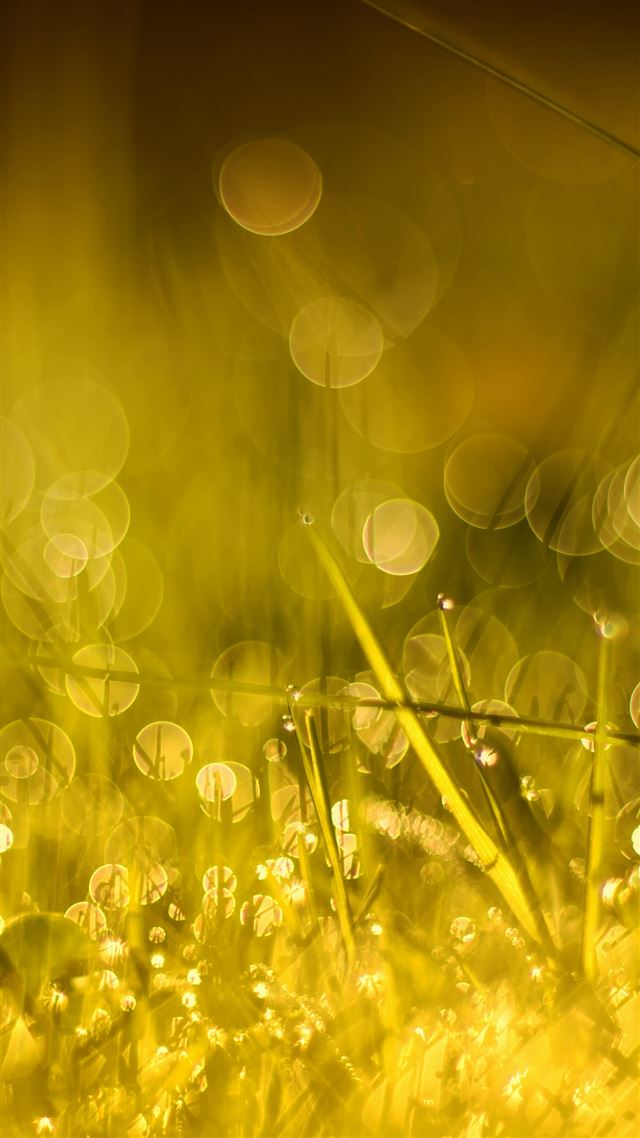 1080x1920 Golden Morning Bokeh - golden iPhone 8 Wallpaper
