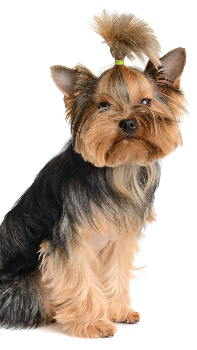 1080x1920 Cool Hairstyle Puppy - puppy iPhone 8 Wallpaper