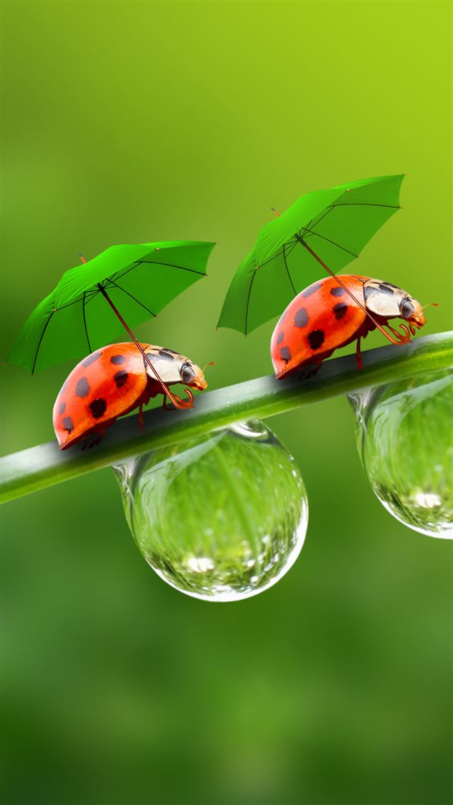 1080x1920 Nature Beetle In Umbrella On Dew Leaf - water drop iPhone 8 Wallpaper