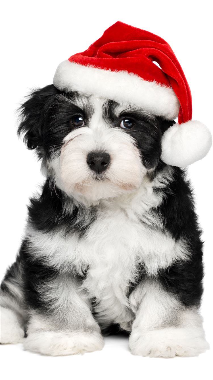 Dog With Santa Claus Cap And Decoration Flowers 4K HD Cute Christmas  Wallpapers  HD Wallpapers  ID 55102