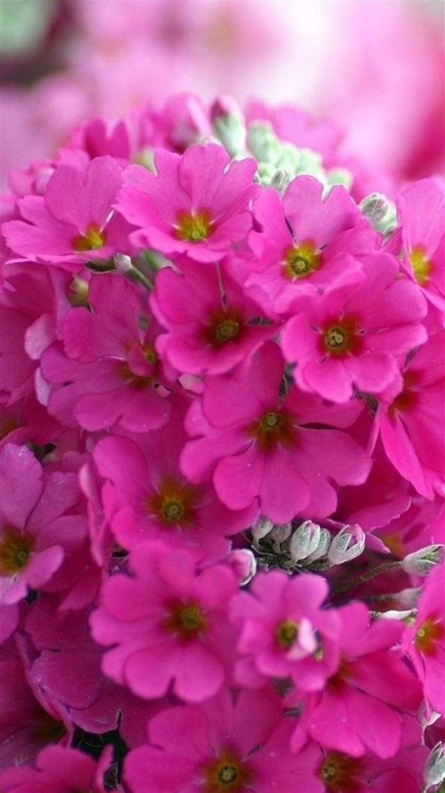 1080x1920 Pink Flower Bouquet Macro - bunch iPhone 8 Wallpaper