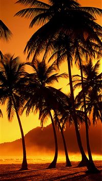Nature Sunset Beach Coconut Grove iPhone 6(s)~8(s) wallpaper