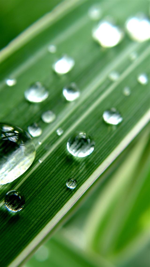 1080x1920 Clear Water Droplet On Green Leaf - close up iPhone 8 Wallpaper