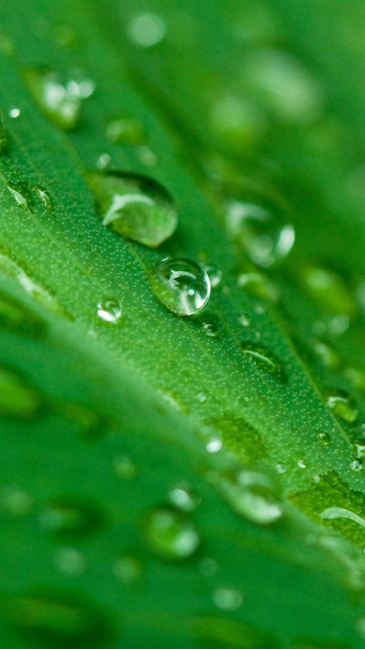 Macro Water Drop On Lotus Leaf iPhone 8 Wallpapers Free Download