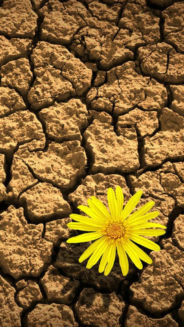1080x1920 Flower Daisy On Drought  - chapped iPhone 8 Wallpaper