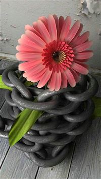 Flower Surrounded Iron Chain iPhone 6(s)~8(s) wallpaper