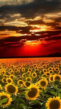 Nature Sunflower Field Landscape wallpaper