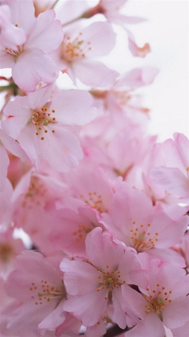 1080x1920 Pink Flower Bunch Macro - close up iPhone 8 Wallpaper