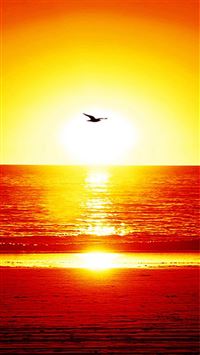 Nature Splendid Sunset Seagull Over Sea wallpaper