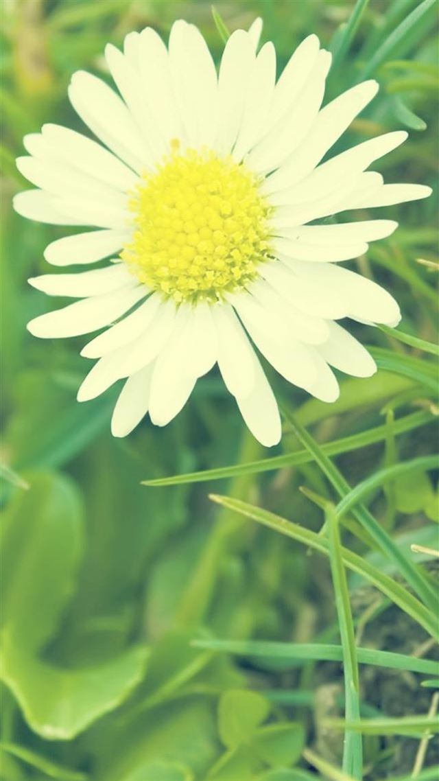 1080x1920 White Sunshine Daisy Flower - close up iPhone 8 Wallpaper
