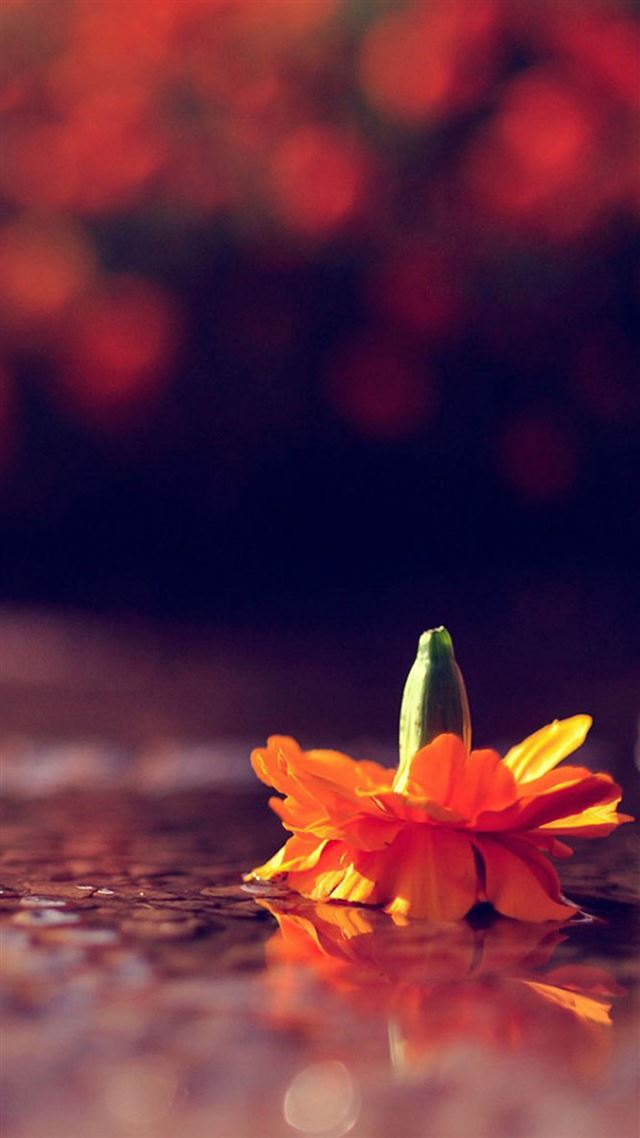 1080x1920 Handstand Flower Bokeh - background iPhone 8 Wallpaper