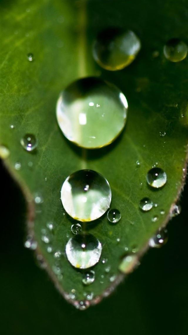 1080x1920 Falling Water Drop On Leaf - macro iPhone 8 Wallpaper