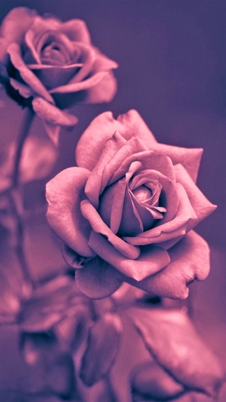 Beautiful Pink Rose Closeup iPhone 8 Wallpapers Free Download
