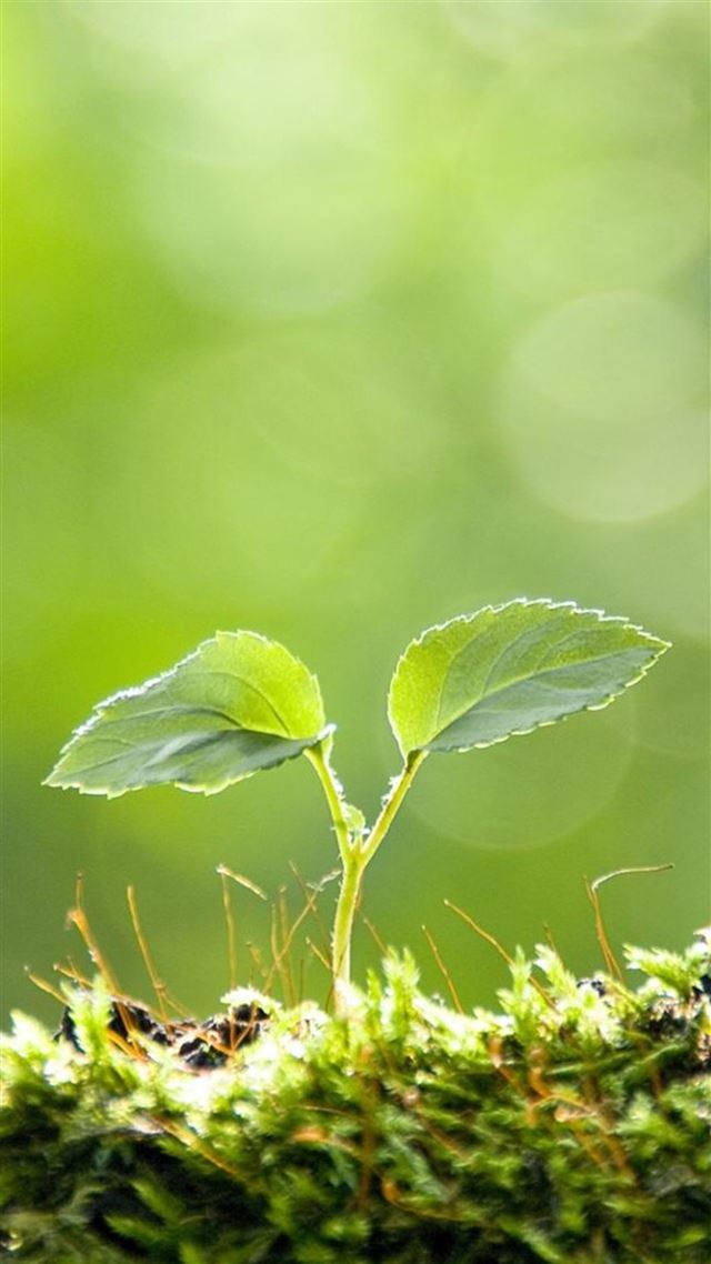 1080x1920 Cyan Bud Leaf Macro  - close up iPhone 8 Wallpaper