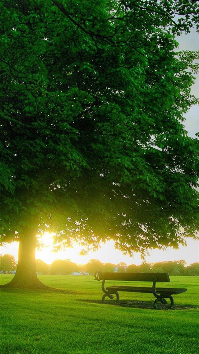 1080x1920 Sunshine Bench Under Big Tree - plant iPhone 8 Wallpaper