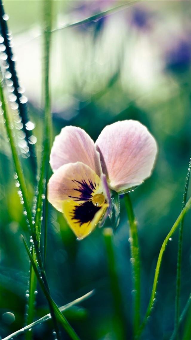 1080x1920 Nature Dew Leaf Butterfly Flower - butterfly iPhone 8 Wallpaper