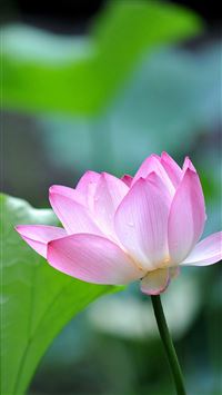 Fresh Lotus Bokeh Macro wallpaper