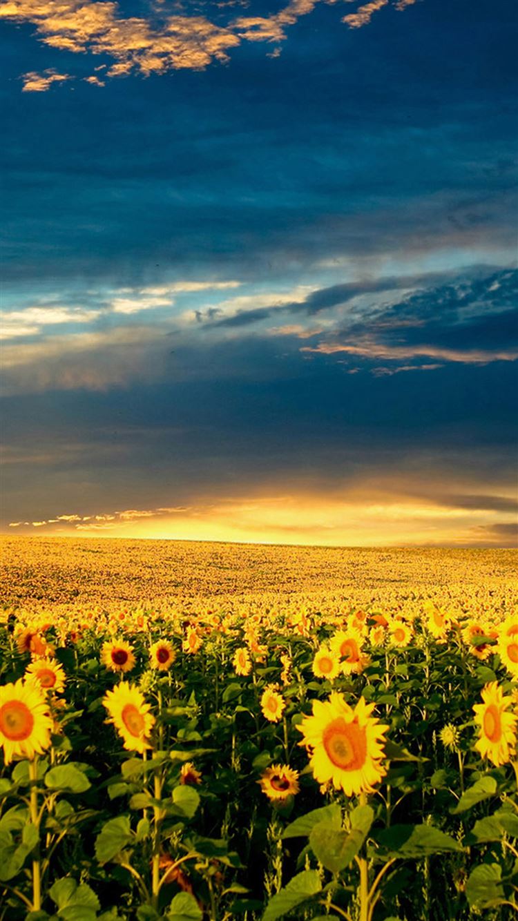 Nature Splendid Vast Sunflower Field Iphone 8 Wallpapers Free Download
