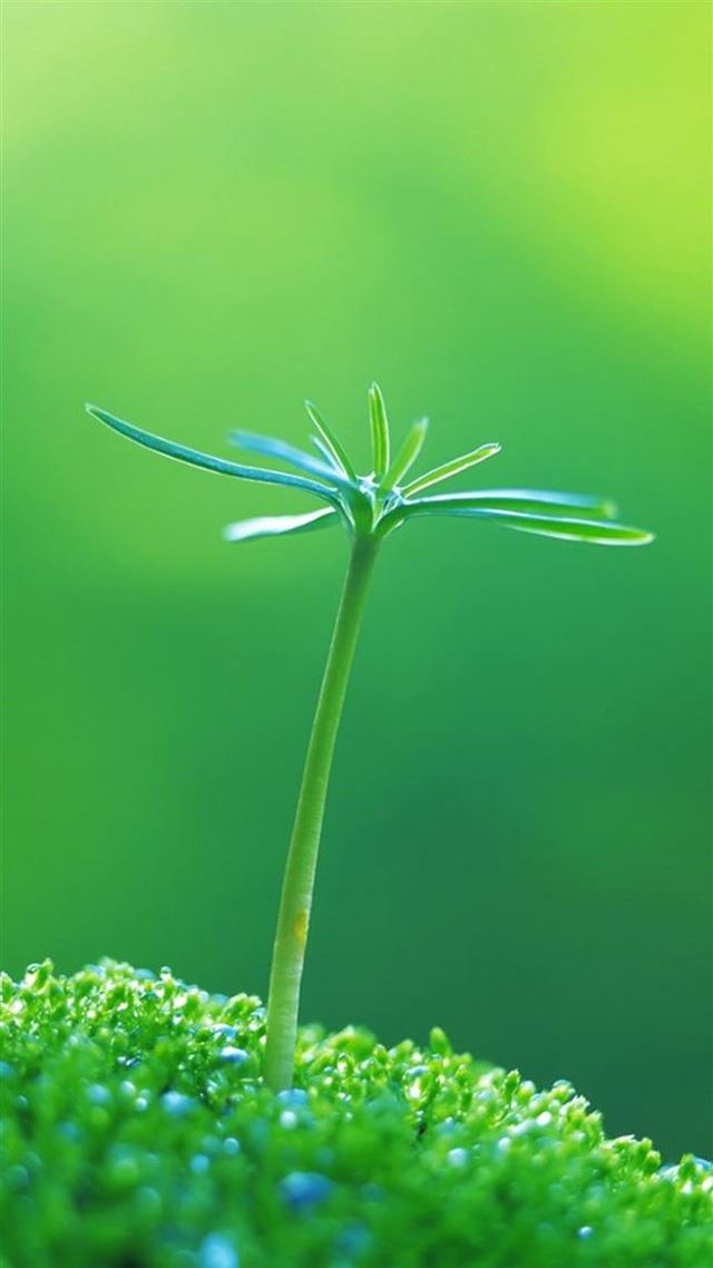 1080x1920 Nature One Green Plant Bud - macro iPhone 8 Wallpaper