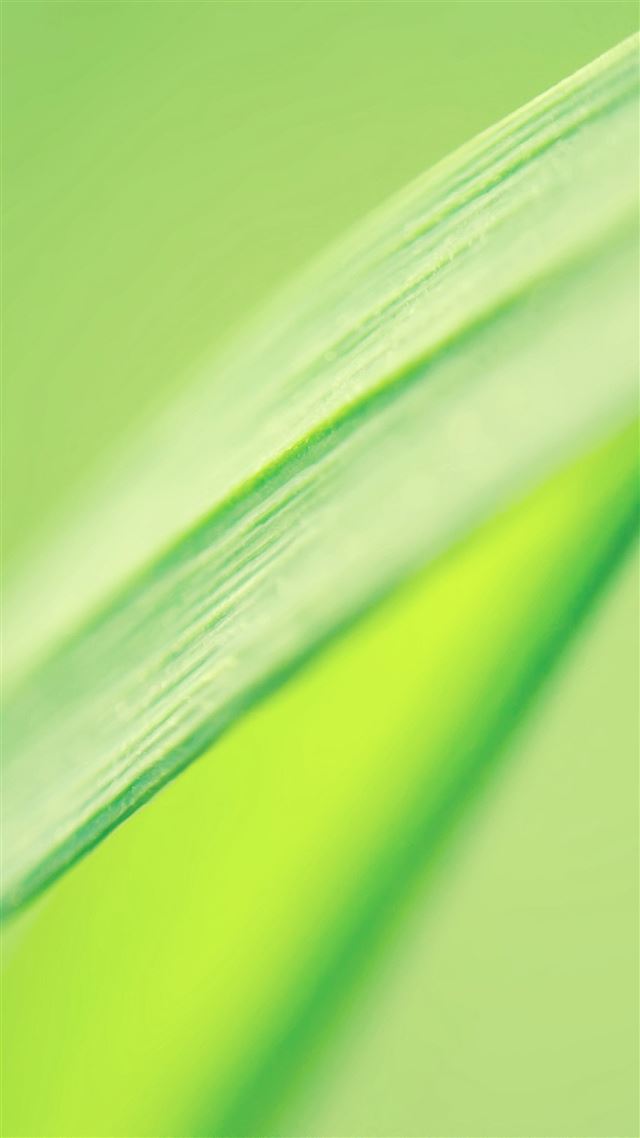 1080x1920 Fresh Leaf Macro - close up iPhone 8 Wallpaper
