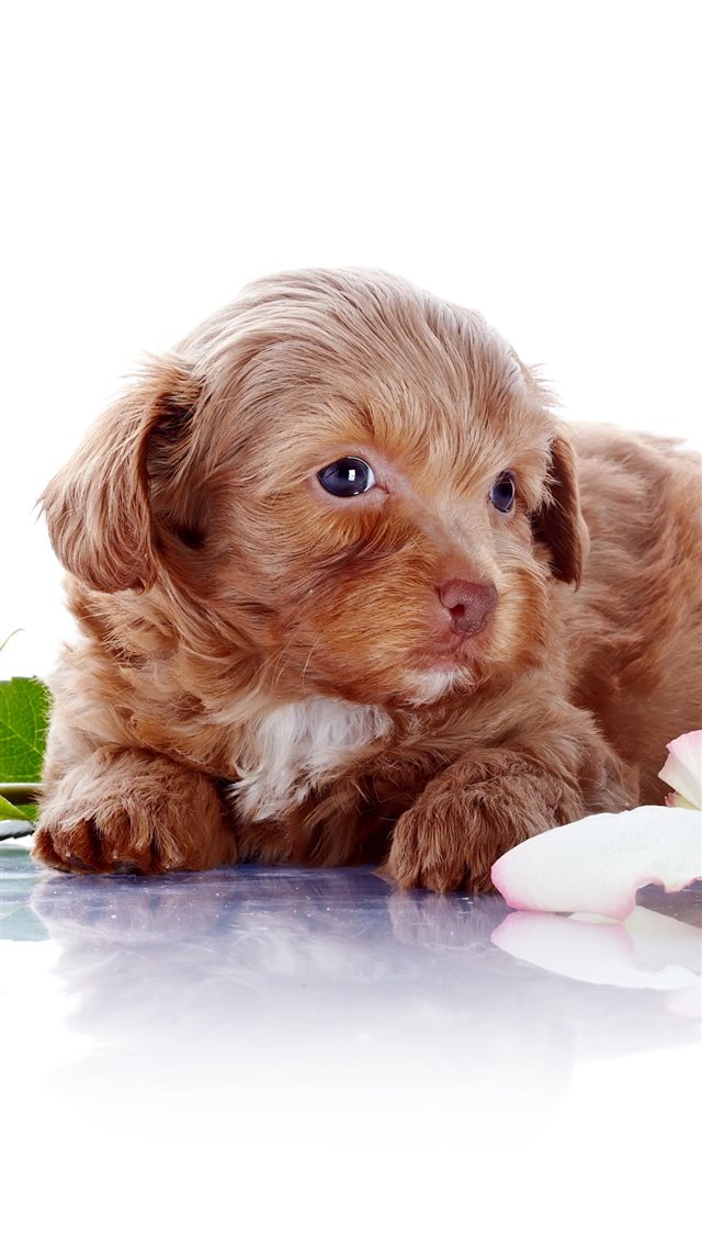 1080x1920 Puppy Dog Crawling On Ground - puppy iPhone 8 Wallpaper