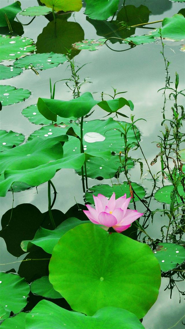 1080x1920 Fresh Lotus Pond - pond iPhone 8 Wallpaper
