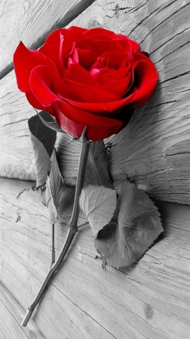 Elegant Red Rose On Wood iPhone 8 Wallpapers Free Download